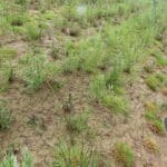 0.5ha SRC Willow-Hare damage