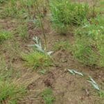 0.5ha SRC Willow - Hare damage