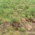 0.5ha Miscanthus giganteus