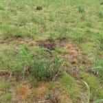 0.5ha Miscanthus giganteus