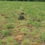 0.5ha Miscanthus giganteus