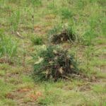 0.5ha Miscanthus giganteus- Thistle weeds spot sprayed