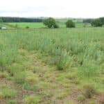 0.5ha SRC Willow plot at Cockle Park Farm, late May 2024