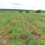 0.5ha SRC Willow plot at Cockle Park Farm, late May 2024