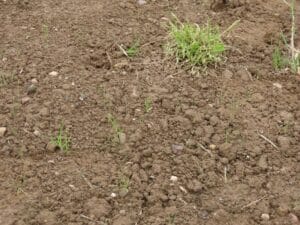 Reed canary grass emerging