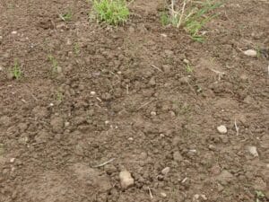 Reed canary grass emerging