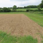 Miscanthus Athena plot, BGI Hub, Early June 2024