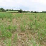 0.5ha Miscanthus giganteus