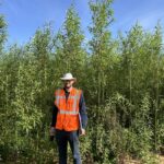 0.5ha SRC Willow at AFBI, June 2024
