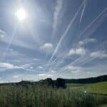 0.5ha SRC Willow at AFBI, June 2024