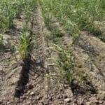 0.5ha Miscanthus Giganteus