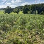 0.5ha Miscanthus Athena