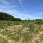 2023 Miscanthus Variety Trial