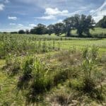 2023 Miscanthus Variety Trial