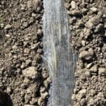 2024 Miscanthus Variety Trial