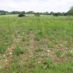 Black Locust 'Turbo' at BGI, June 2024