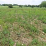 Black Locust 'Turbo' at BGI, June 2024