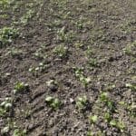 2024 Miscanthus Variety Trial