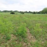 Black Locust 'Turbo' at BGI, June 2024