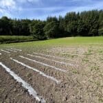 2024 Miscanthus Variety Trial