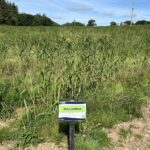 2023 Miscanthus Variety Trial