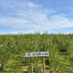 SRC Willow Variety Trial, AFBI, June 2024