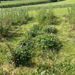 SRC Willow Variety Trial, AFBI, June 2024