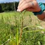 SRC Willow Variety Trial