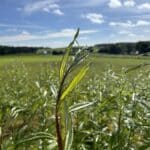 SRC Willow Variety Trial