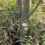 Strimmer damage to black locust 'Turbo'