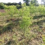 Black Locust 'Turbo'