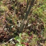 Strimmer damage to black locust 'Turbo'