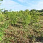 Black Locust 'Turbo'