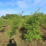 Black Locust 'Turbo'