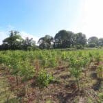 Alder at Ayrshire, June 2024