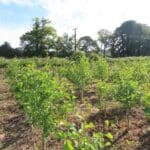 Alder at Ayrshire, June 2024
