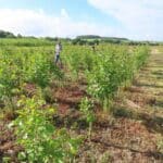 Alder at Ayrshire, June 2024