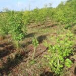 Alder