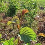 Alder