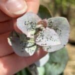 Insect evidence on some of the SRF Eucalyptus plants