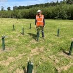 SRF Eucalyptus at AFBI, June 2024