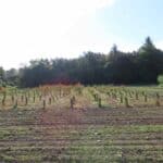 SRF Eucalyptus