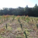 SRF Eucalyptus
