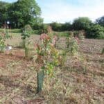 SRF Eucalyptus
