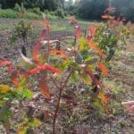 SRF Eucalyptus