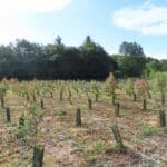 SRF Eucalyptus