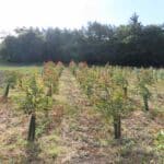 SRF Eucalyptus