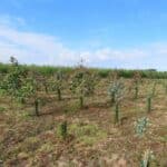 SRF Eucalyptus