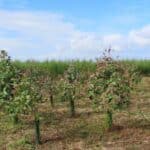 SRF Eucalyptus
