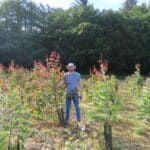 SRF Eucalyptus